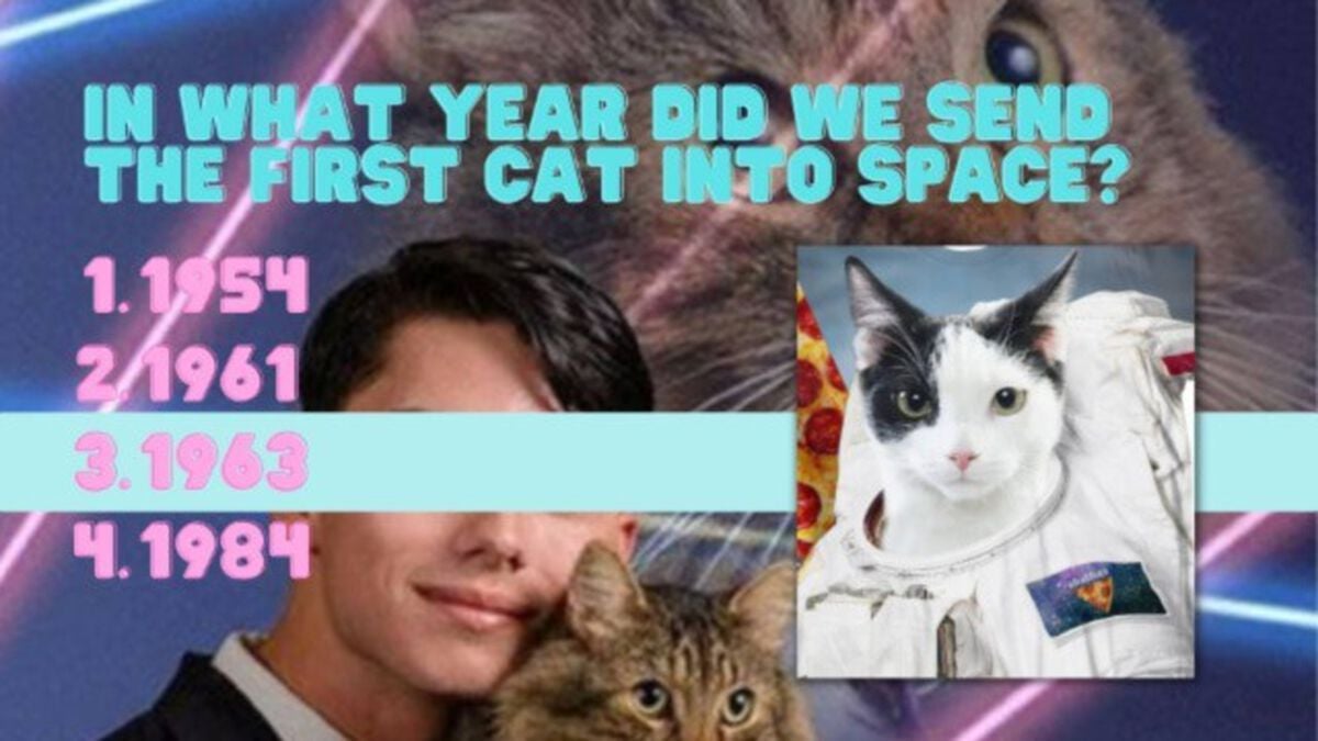 Awkward Cat Trivia image number null
